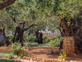 Contemplative Monk, Garden at Gethsemane, Jerusalem,